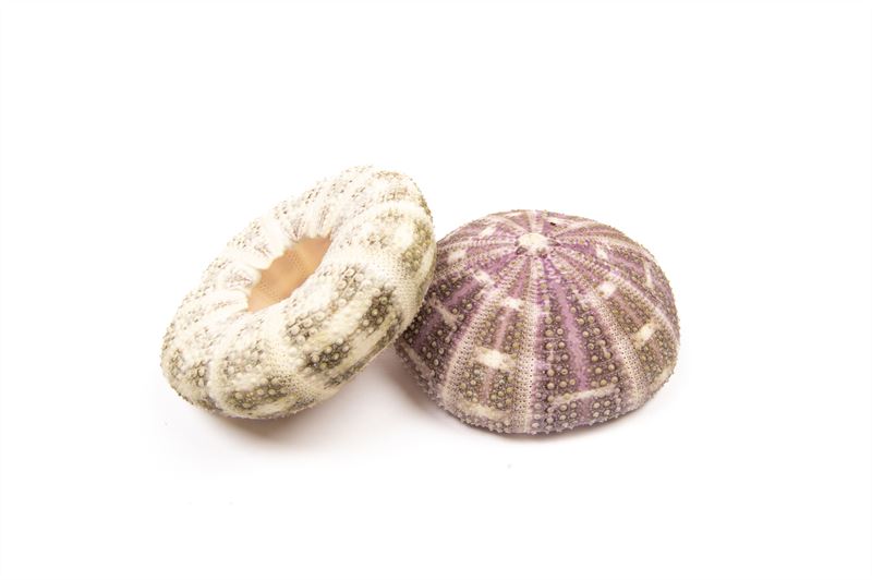 Sea urchins alphonso nat.12 st