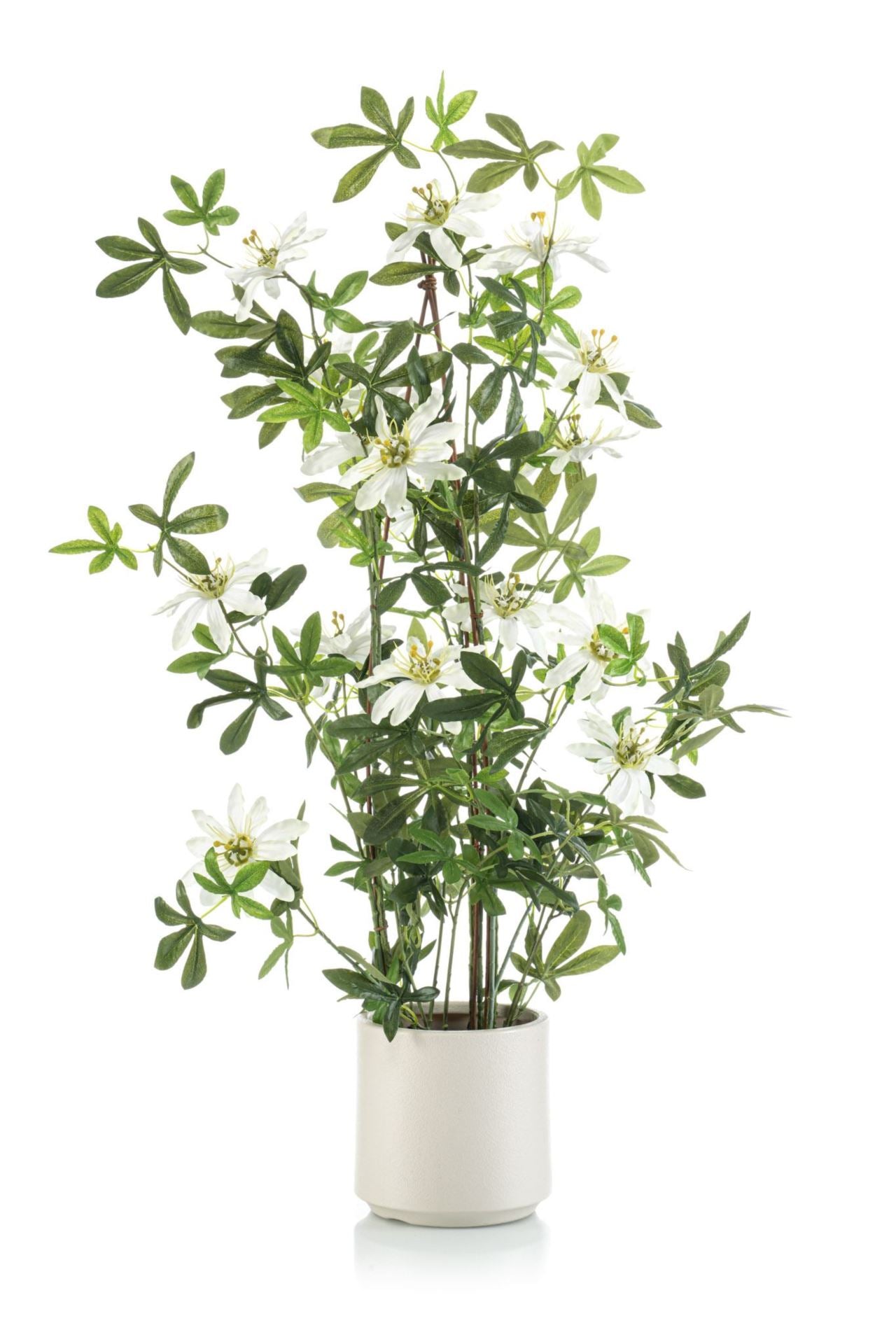 Passion flower pyramid white in pot