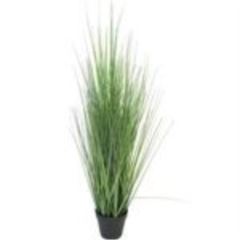 King festuca green in pot 86cm 