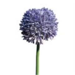 Allium globemaster lavender 44cm 