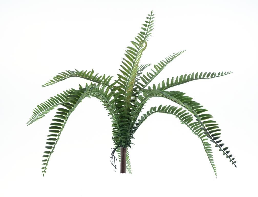 Fern Torres Sunrise small green 48c