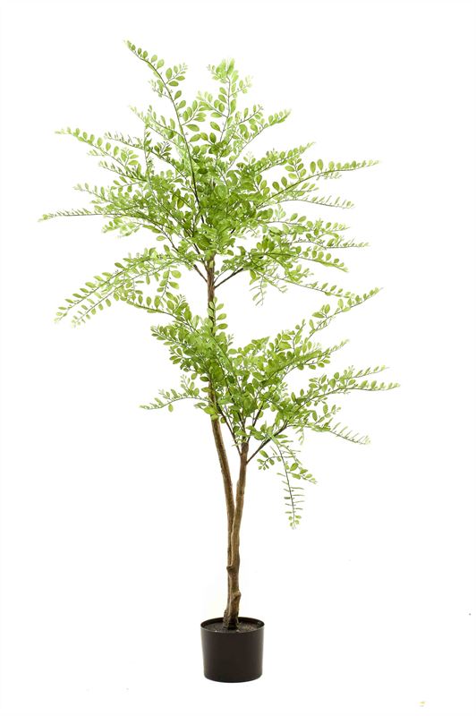 Sophora tree x2 140cm 2/ds
