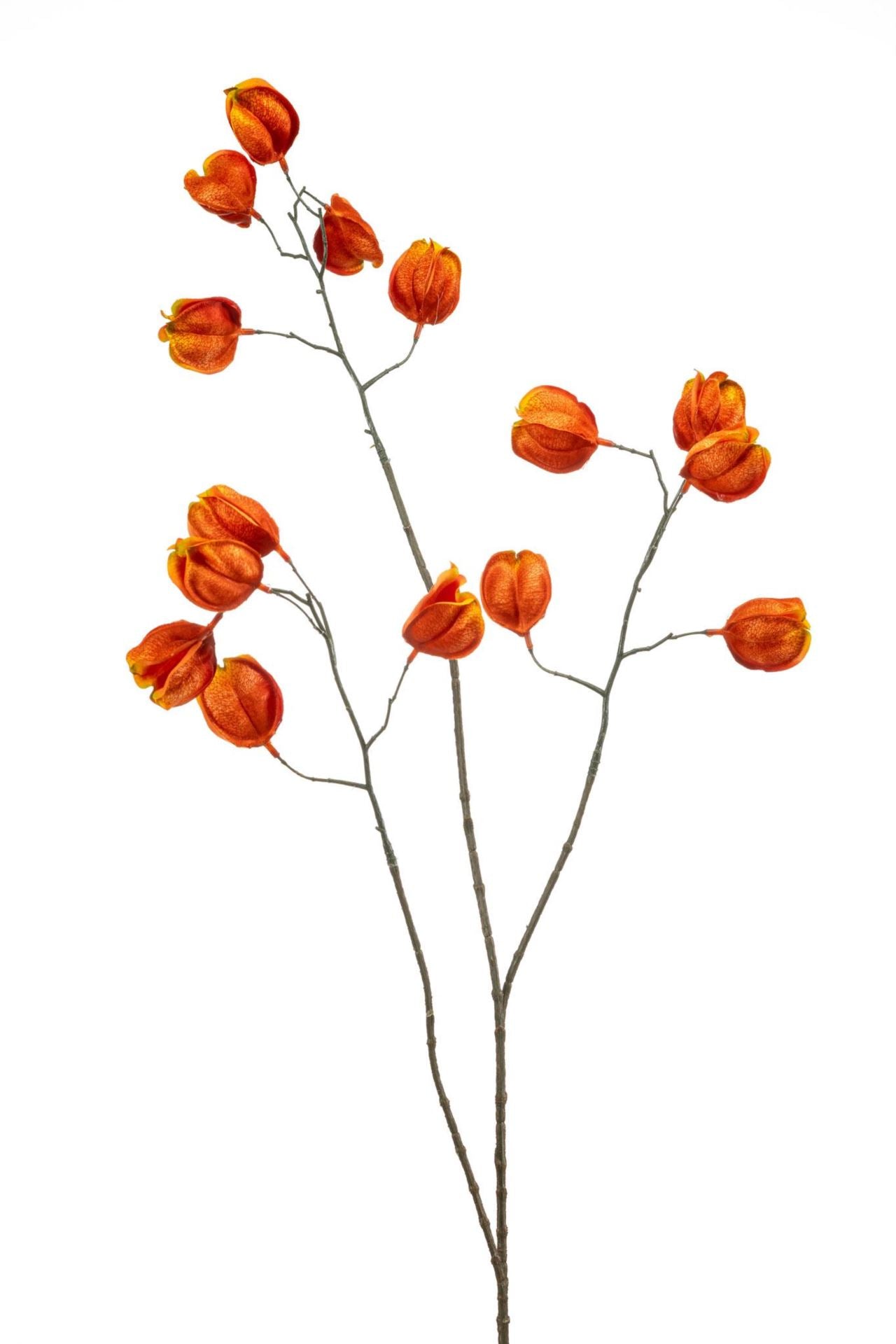 Physalis spray orange 80cm