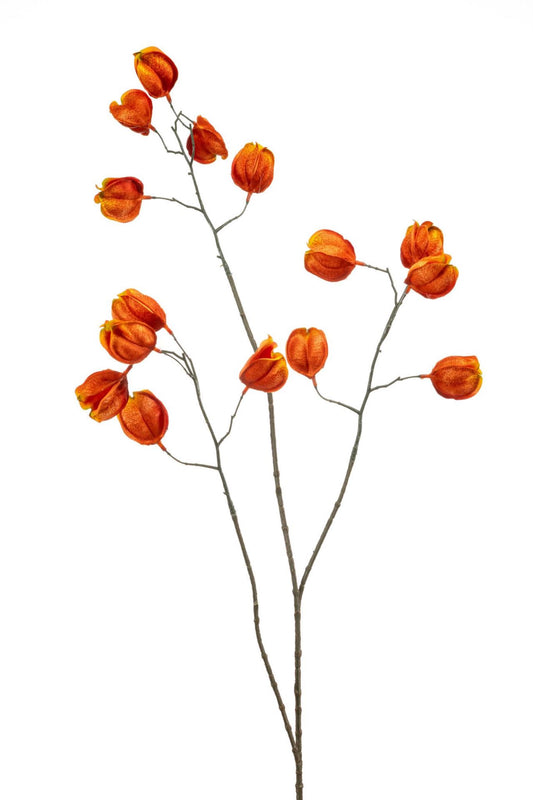 Physalis spray orange 80cm