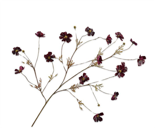 Cosmos tak 104cm bordeaux rood 12/d