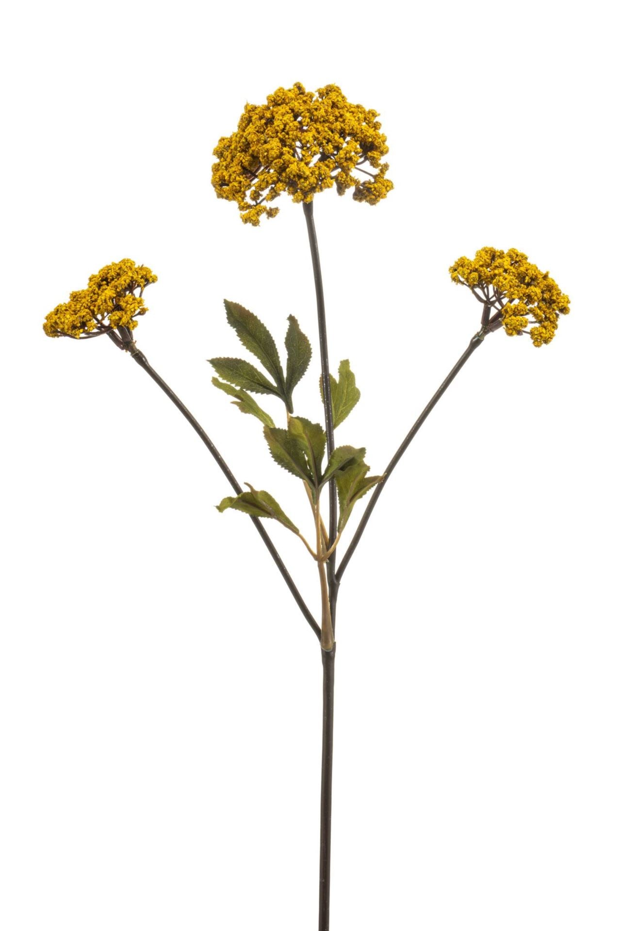 Achillea spray yellow 70cm