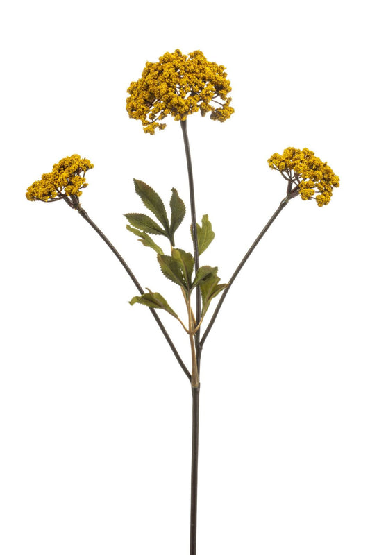 Achillea spray yellow 70cm