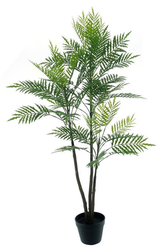 Palm Bonaire in pot green 135cm