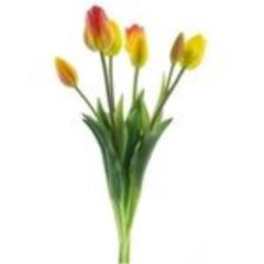Classic tulip x7 yellow/orange 47c 