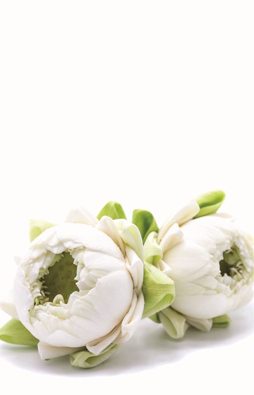 Condoleance Lotus 'Groot' à 12 St.