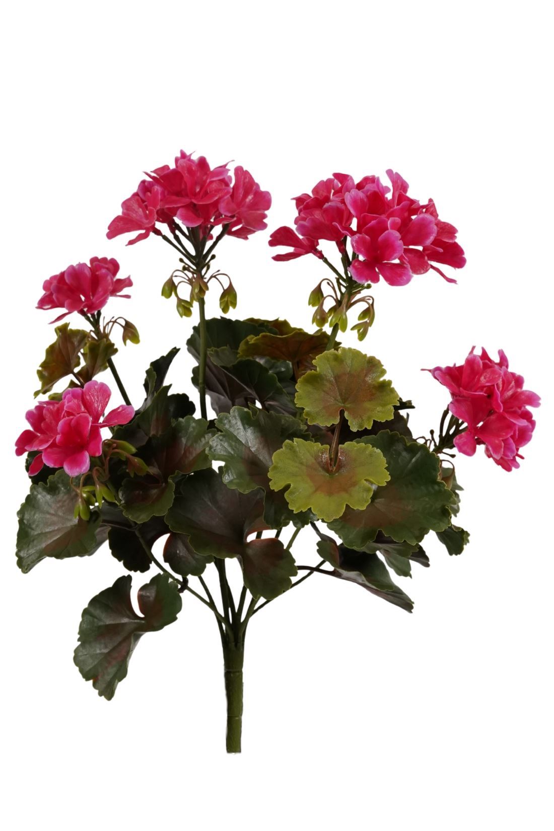 Geranium bush UV fuchsia 38cm
