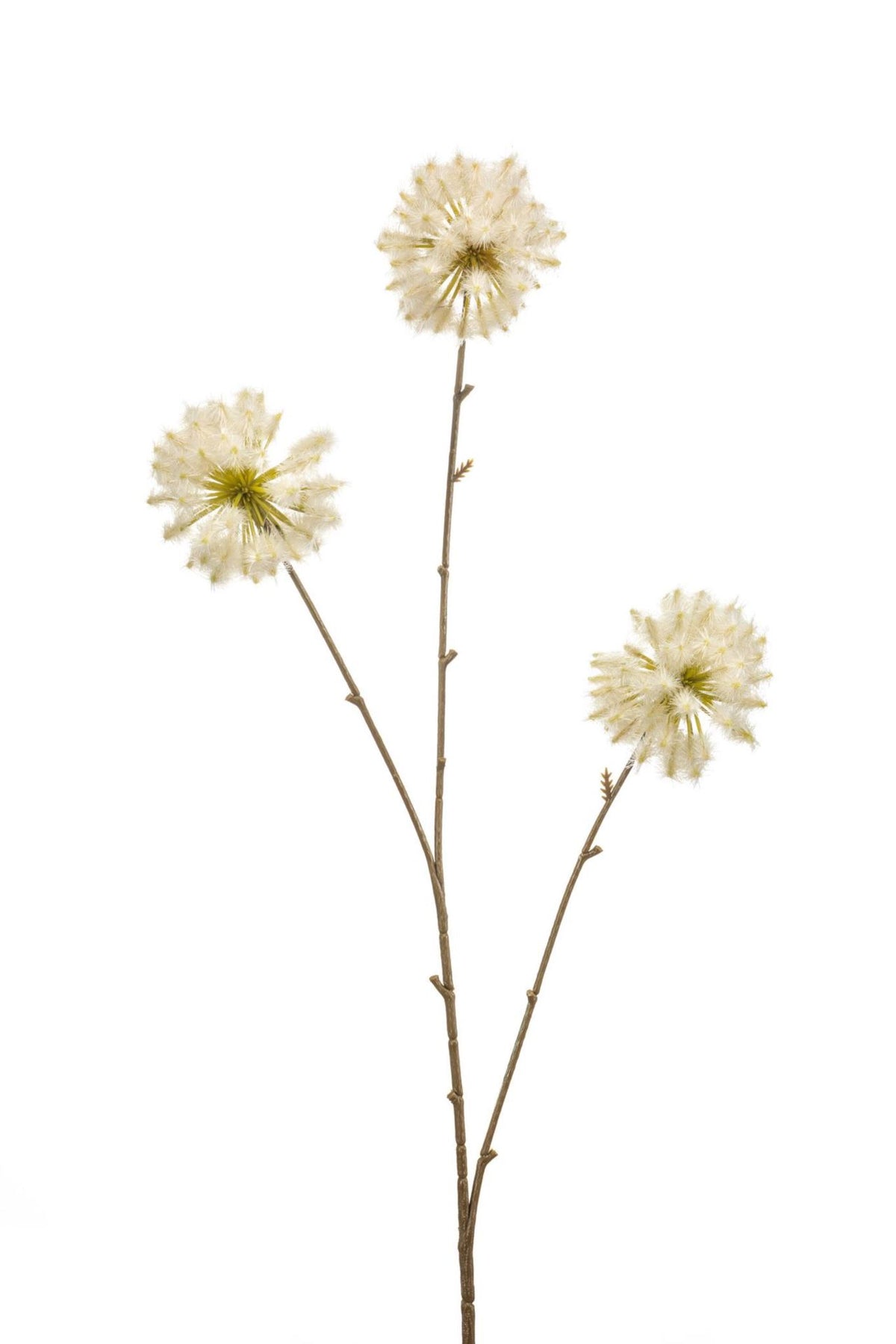 Dandelion spray cream 80cm