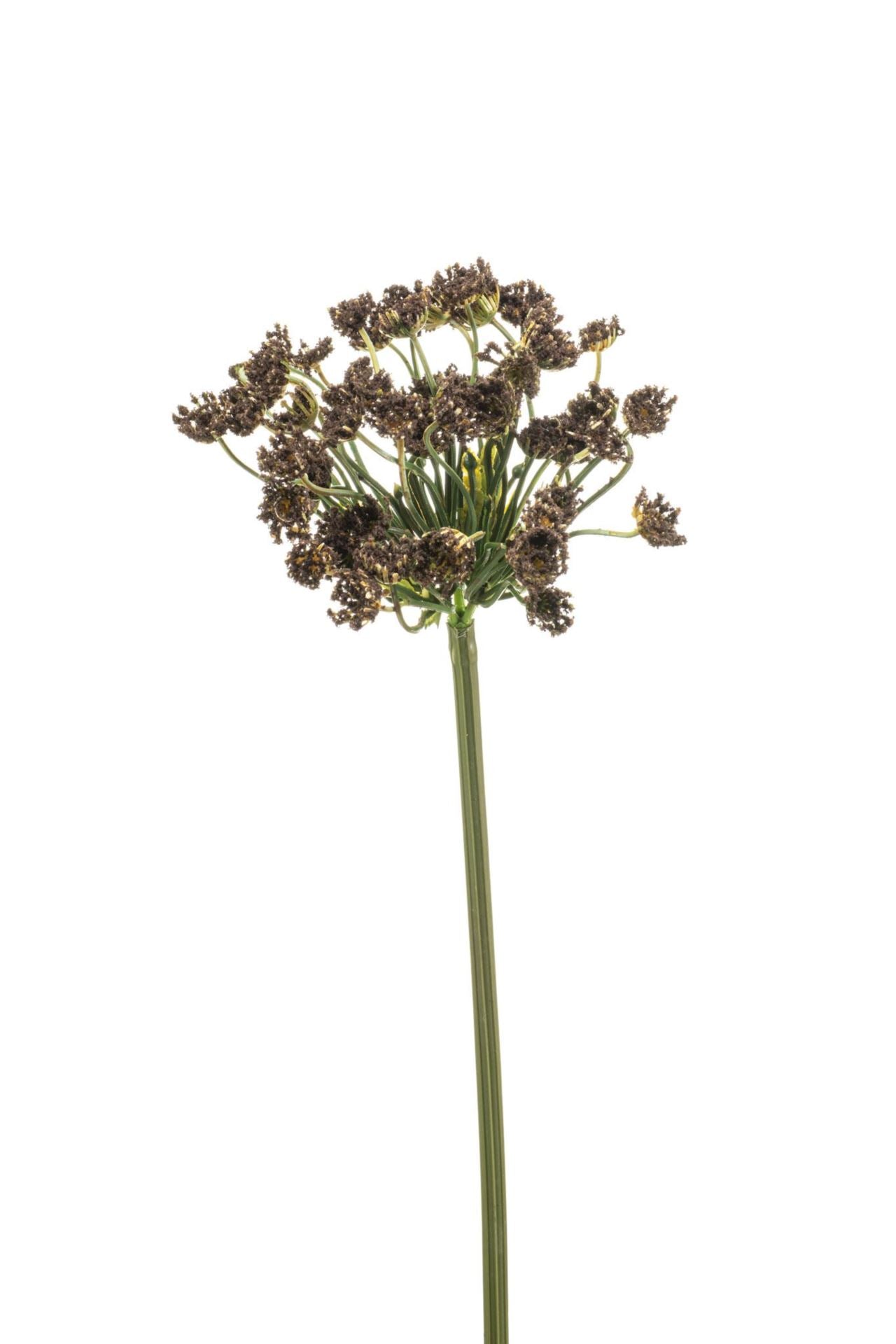 Dill spray brown 55cm