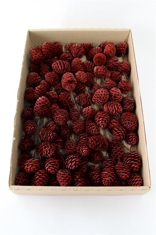 Leucadendron murii o/dr. rood