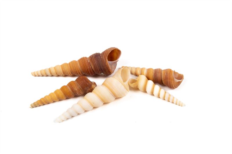 Schelpen terebra turitella nat.1 kg