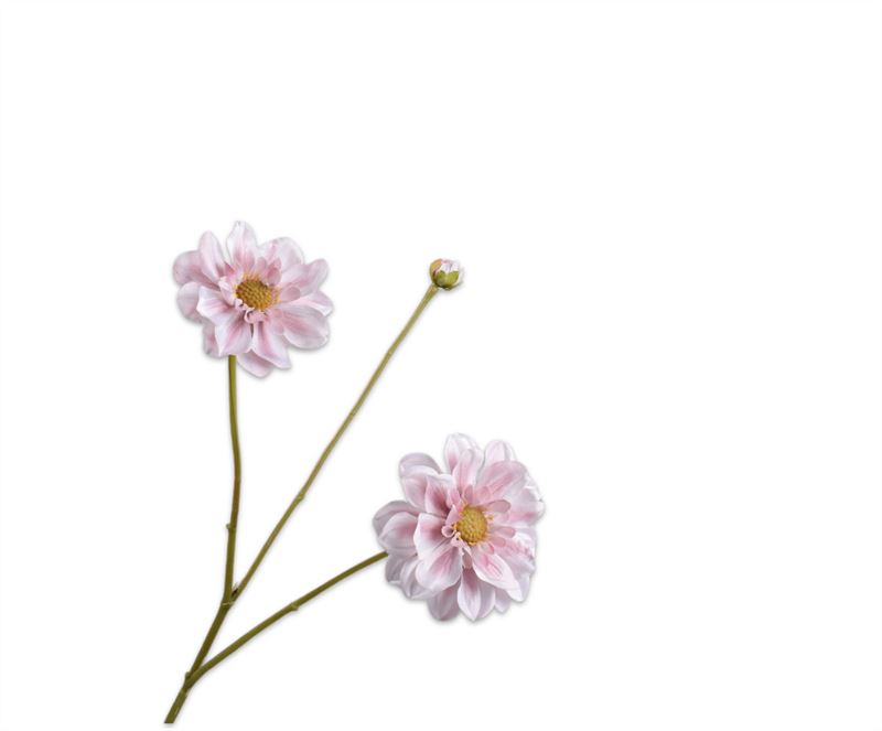 DAHLIA TAK ROZ/CR