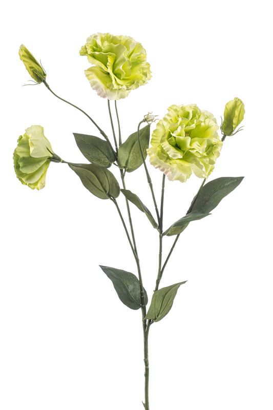 Eustoma Spray green 75cm.