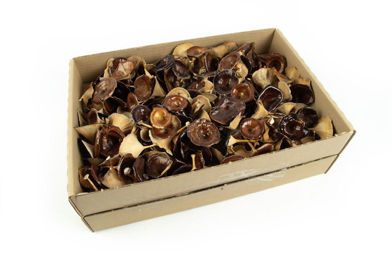 Golden mushrooms klein naturel200 s