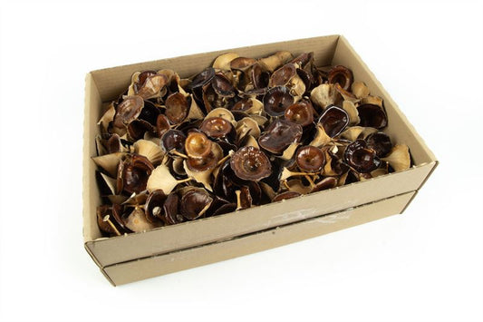Golden mushrooms klein naturel200 s
