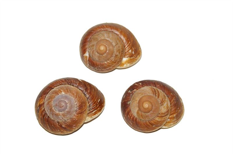Schelpen landsnail insomada nat.10