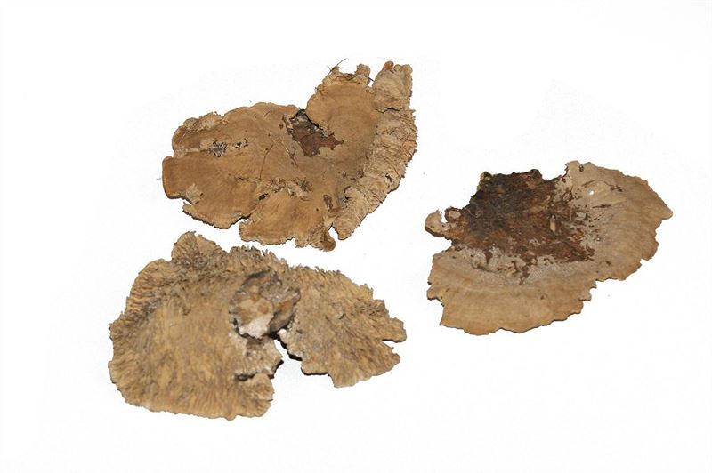 Sponge mushrooms gemengd naturel500
