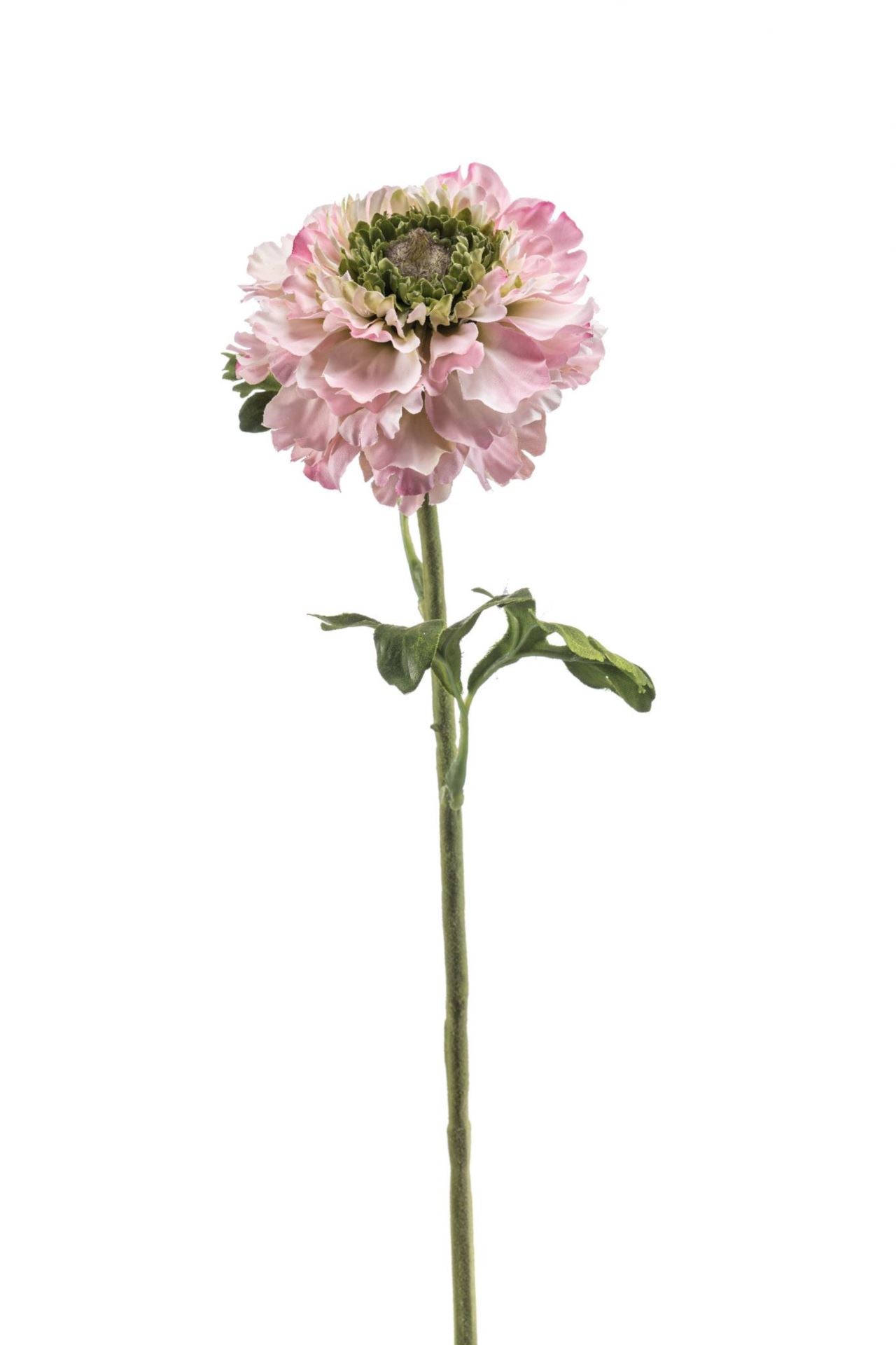 Ranunculus spray lt pink 60cm