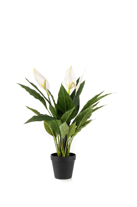 Spathiphyllum plant 53cm