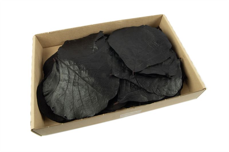 Cobra leaves gepreserveerd zwart100