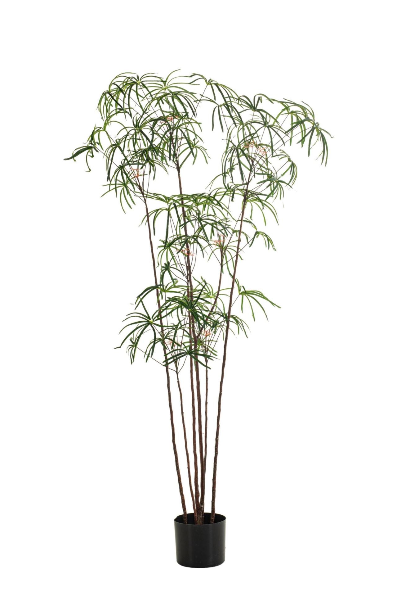Bottle tree green 210cm