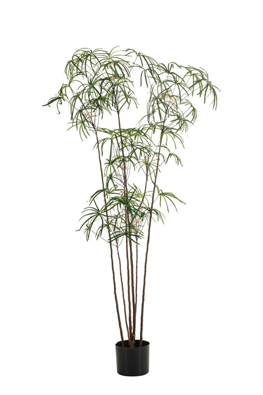 Bottle tree green 210cm