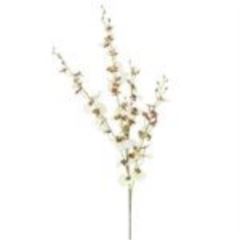 Oncidium orchid spray cream 93cm á 24 stuks