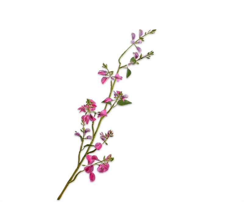 LATHYRUS TAK BEAUTY RT