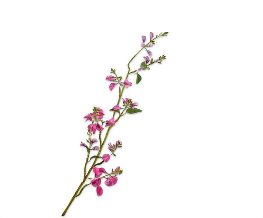 LATHYRUS TAK BEAUTY RT