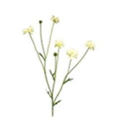 Centaurea Madelon 64cm creme á 24 stuks