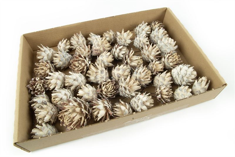 Leucadendron plumosum o/dr.wash wit