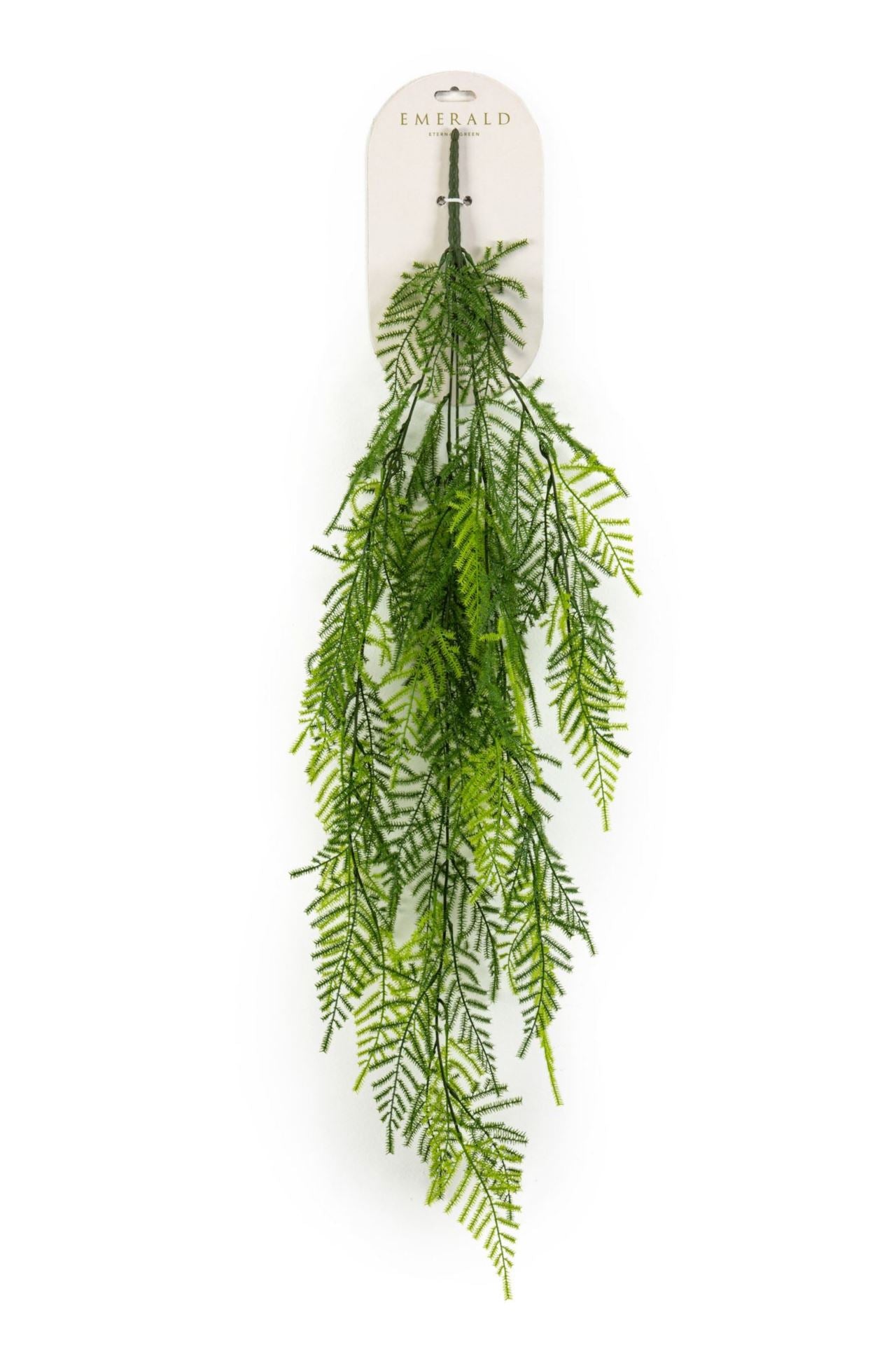 Asparagus hangende struik tt grn 95