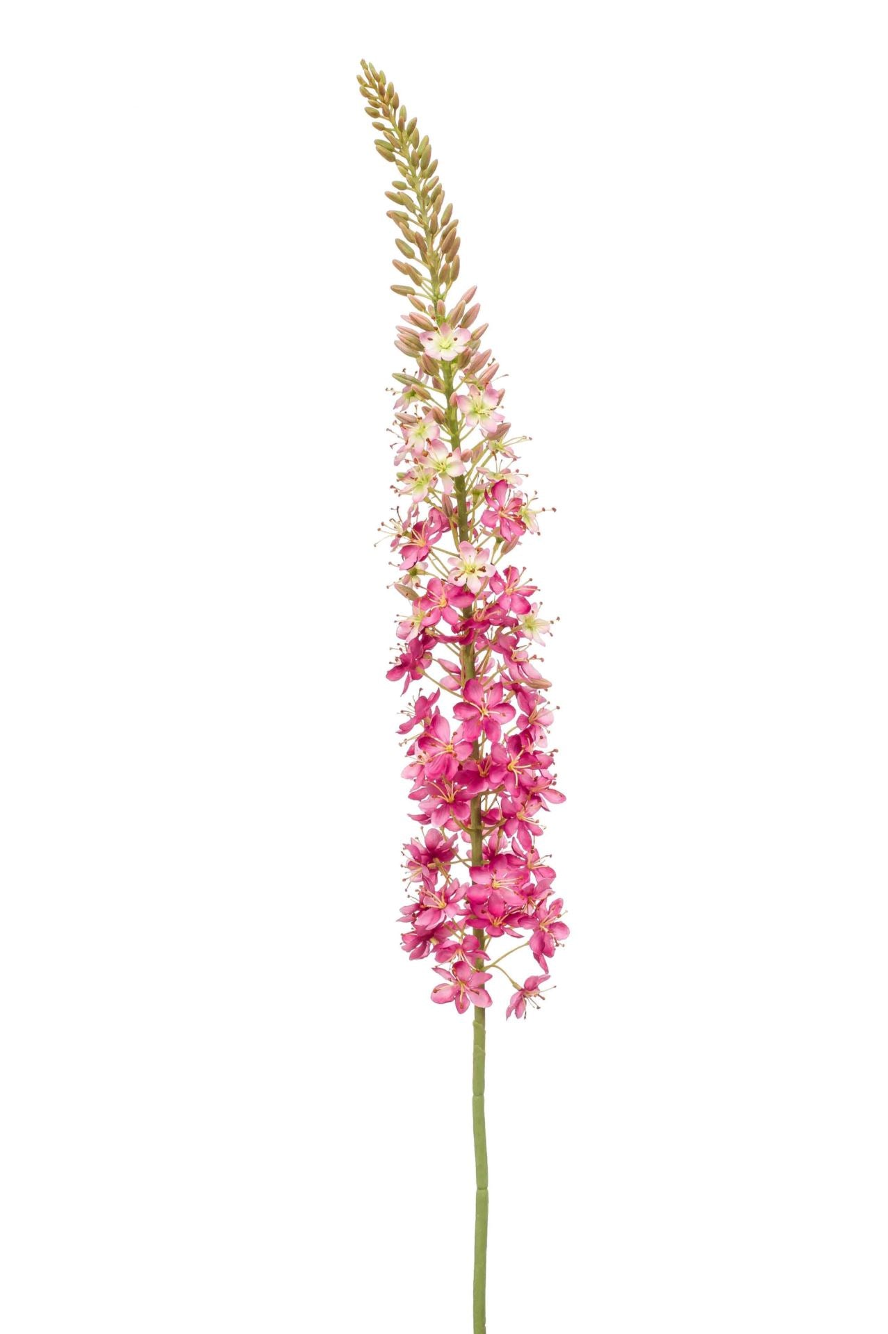 Eremurus spray XL pink 130cm