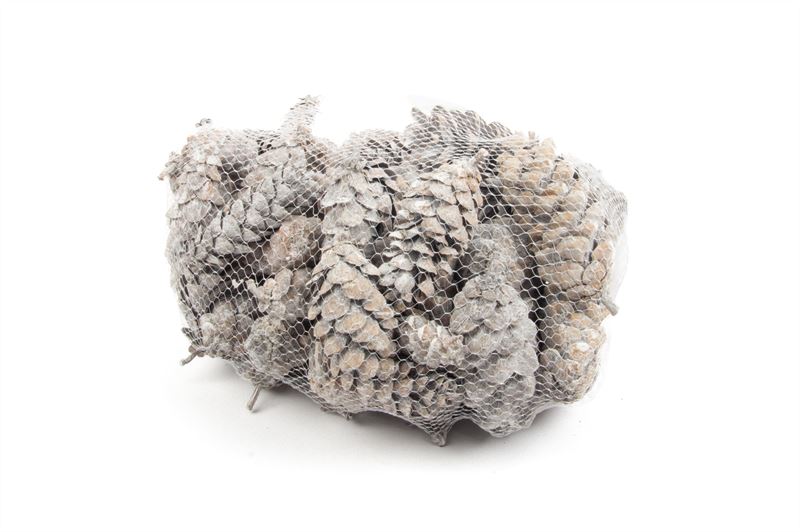 Pinus peuce net wash wit