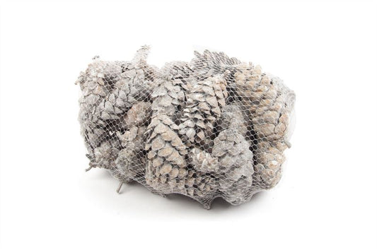 Pinus peuce net wash wit