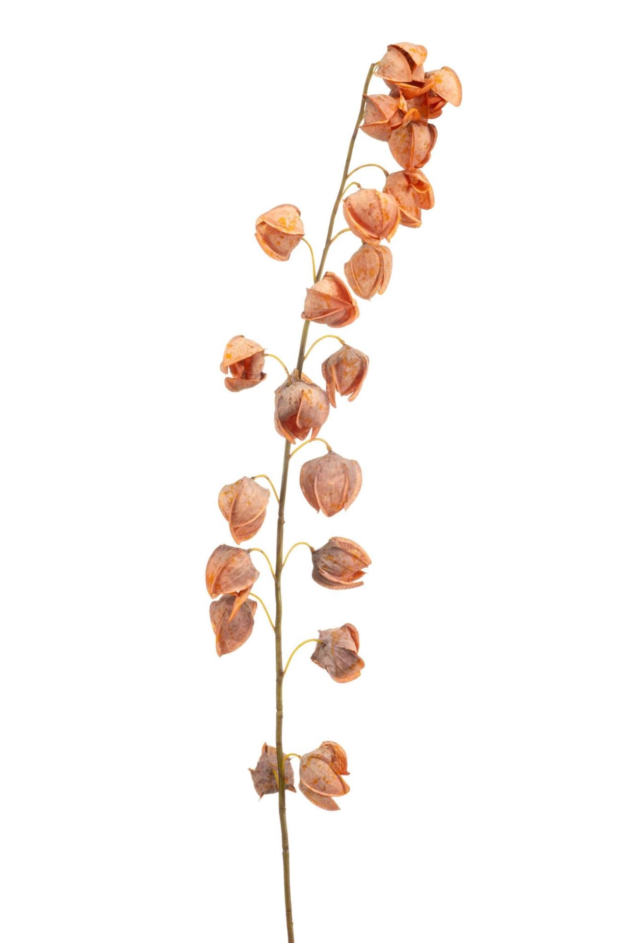 Physalis spray orange 130cm