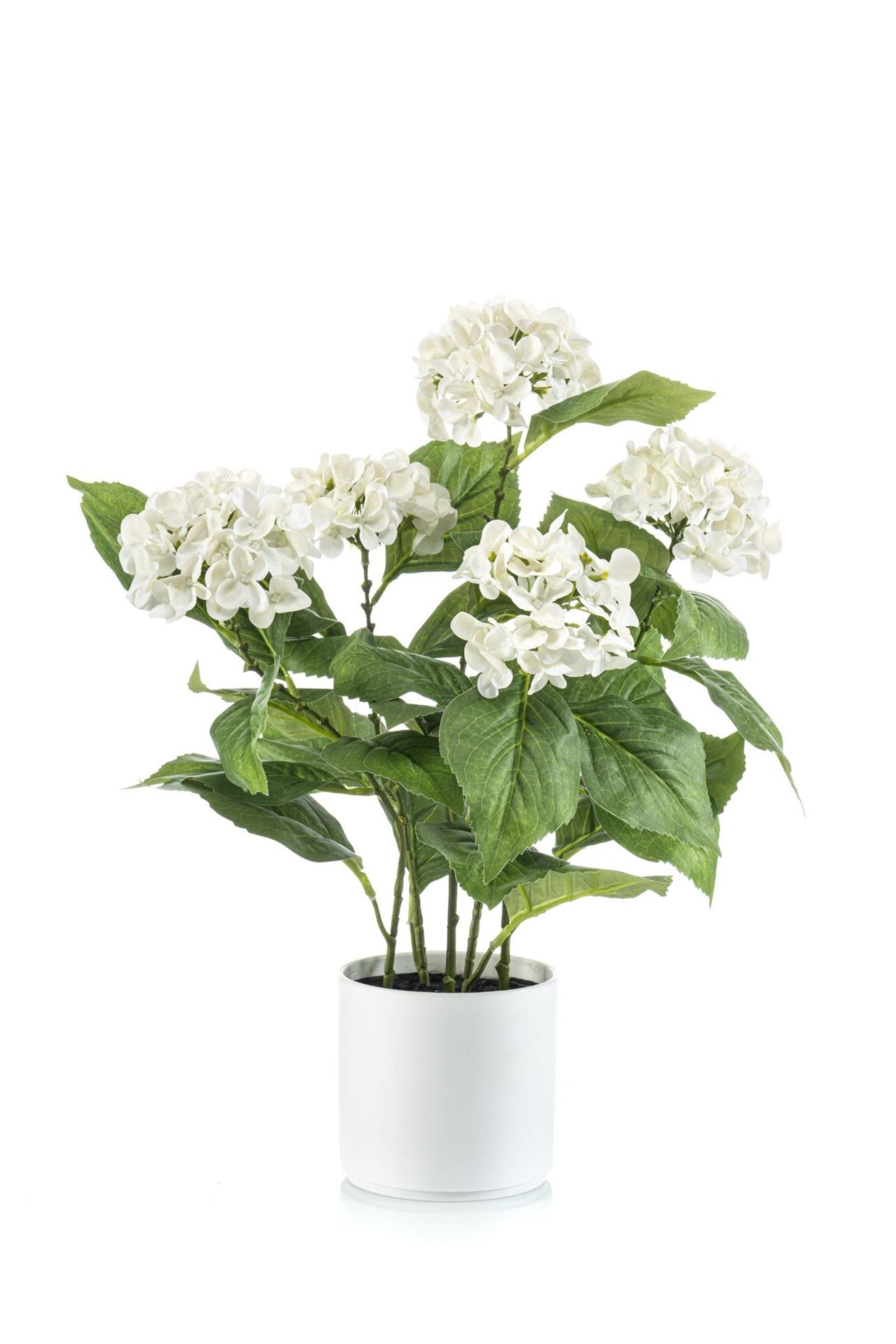 Hydrangea white in pot 50cm