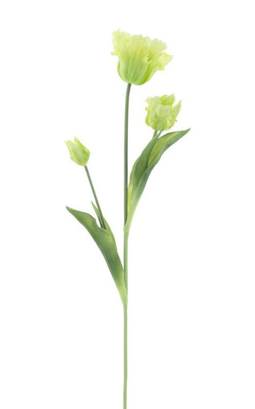 Parrot tulip spray Sally  l.groen 7