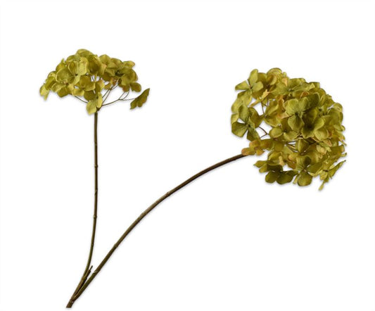 HORTENSIA TAK GROEN  85 cm