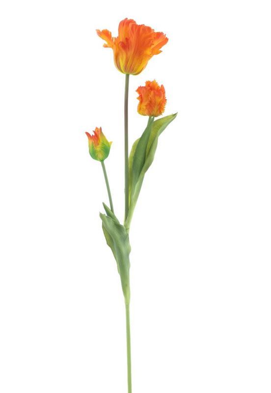 Parrot tulip spray Sally orange 71c