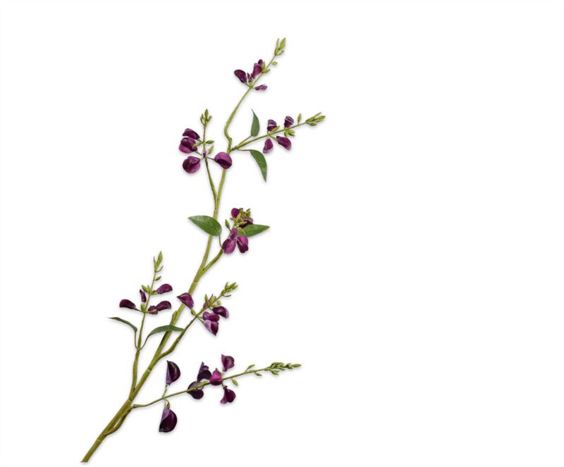 LATHYRUS TAK PAARS RT