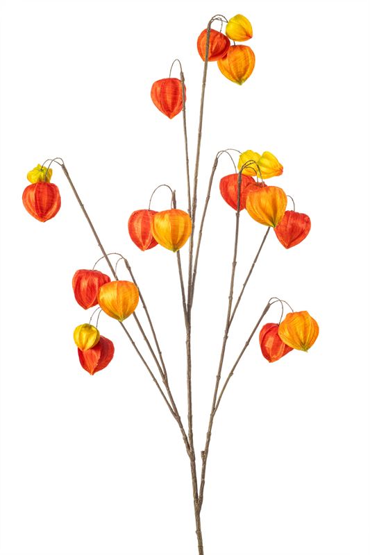 Lampionplant spray x10 110cm oranje