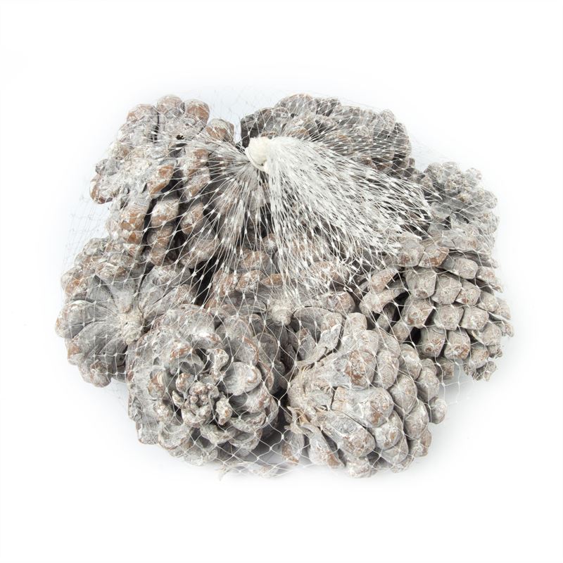 Pinus pinea net wash wit
