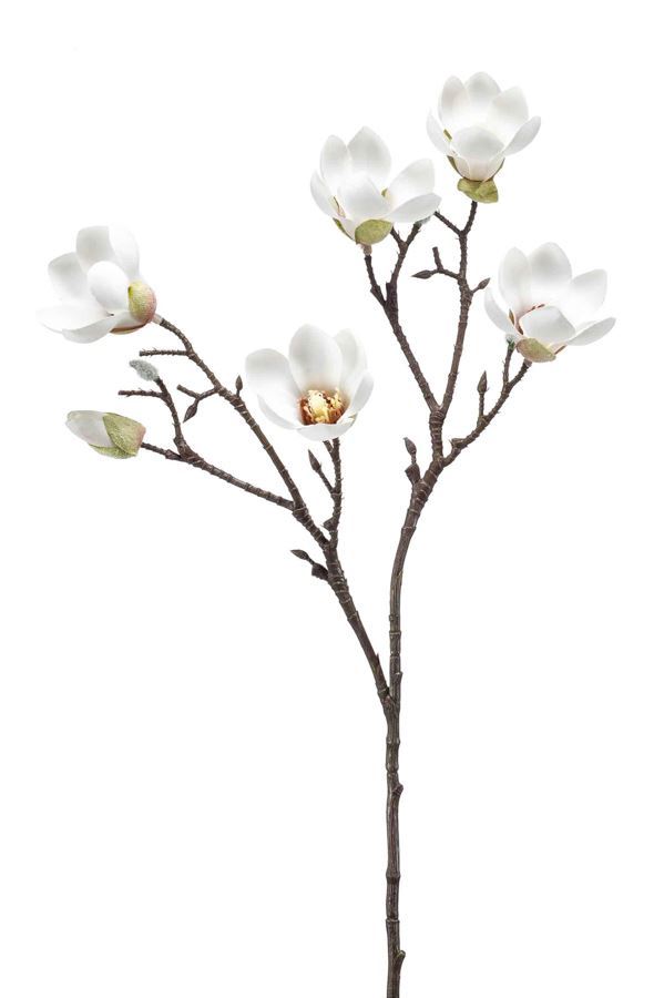 Magnolia mini spray cream 65cm