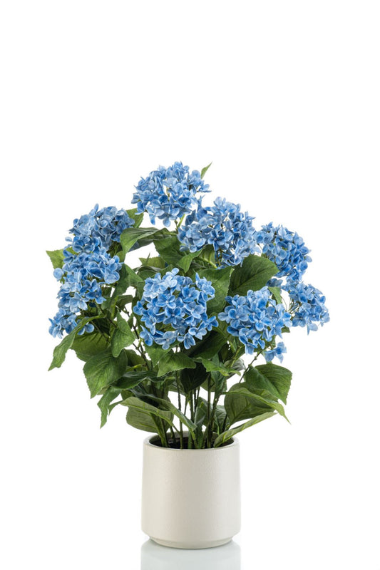 Hydrangea blue in pot 68cm