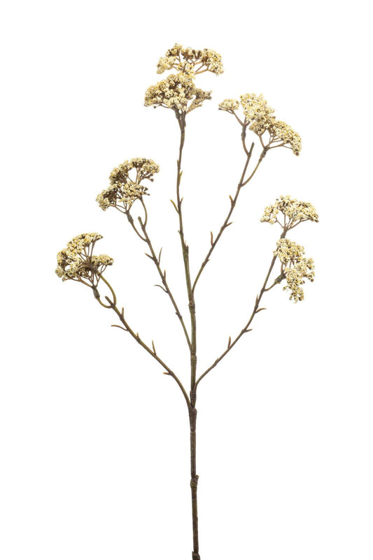 Achillea spray cream 60cm